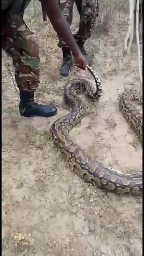 Kenya Army Ranger Encounter with Python Snake in Kenya