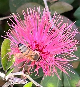 10 Red Powder‑puff Tree Seeds | Calliandra Haematocephala | Tropical Blooms | Pollinator‑friendly | Free USPS Shipping - Etsy