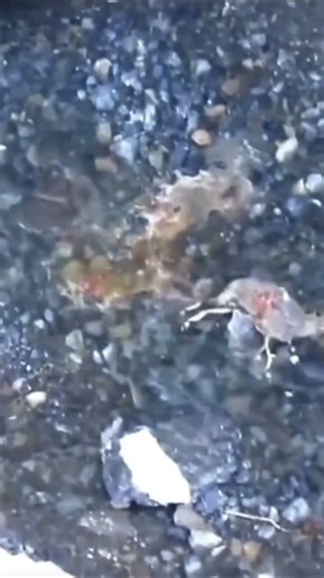 Snow leopard hunting