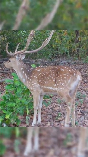 #deer #shorts #ytshorts #shortsfeed #art #love #nature #jimcorbett