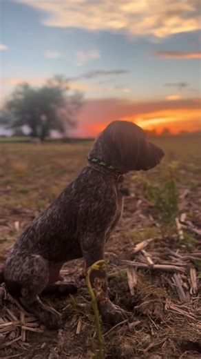 Training Your German Shorthaired Pointer for Waterfowl