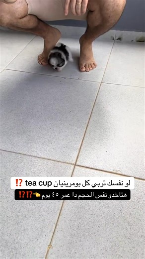 1.9K views · 71 reactions | Pomeranian puppies pure teacup冀 | Huskyy Kingdoom | Facebook