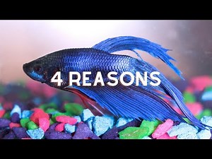 4 Reasons Why Betta Fish Lay At The Bottom Of The Tank