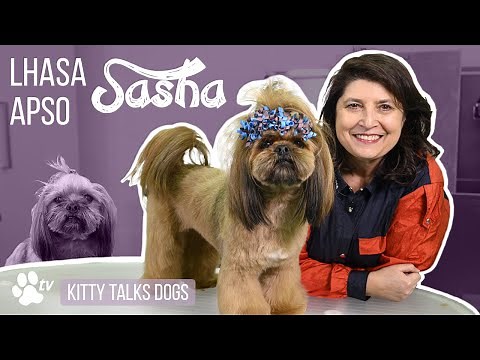Grooming Sasha the Lhasa Apso | Kitty Talks Dogs - TRANSGROOM