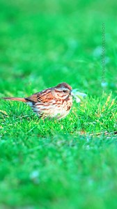 Parent birds will go to incredible lengths to feed their hungry chicks and it’s not always pretty. I watched a Song Sparrow tearing apart a fluttering butterfly and flying away eventually while holding it in its bill. It’s truly a harsh reminder that nature can be unforgiving, yet it serves a profound purpose. .#songsparrow #sparrow #warblersofig #springmigration #birding #birdwatching #BirdSpa #birdsofig #birds #songbirds #naturelovers #birdsoffb #wildlifevideos #naturevideos #wildlifephotograp