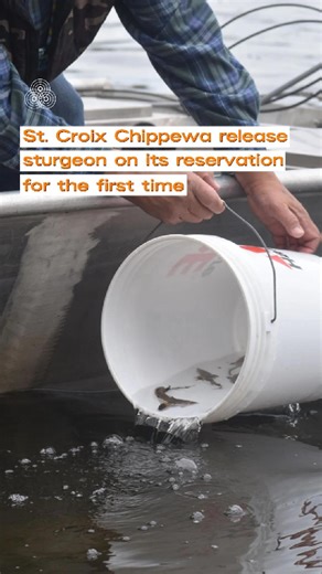 6.6K views · 72 reactions | The St. Croix Chippewa first discovered...