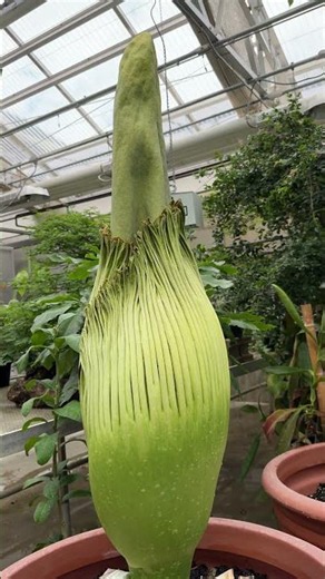 Horace The Corpse Flower June 2026 at Como Park Zoo & Conservatory