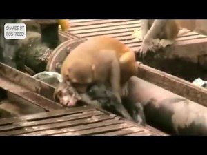 Monkey Shocked By Electrical Wiring, See How Its Friend Reacts