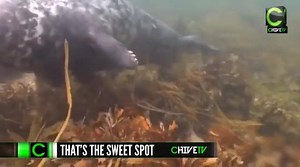 50K views · 740 reactions | Pure underwater bliss caught on camera  | theCHIVE | Facebook