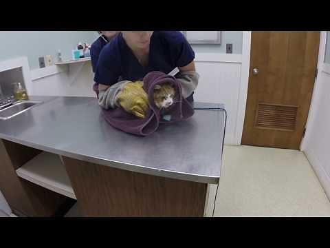 VET VISIT GONE WRONG!!! Cat Attacks Veterinarian