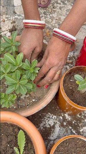 Planting Small Baby Adenium Plants 🌺 | Easy Desert Rose Care & Potting | Gardening Short #adenium