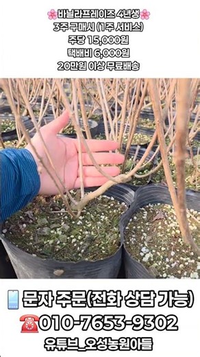 ⚠️Only 3 days left⚠️ #OseongFarm #Hydrangea #WoodenHydrangea #HydrangeaCuttings #HydrangeaFlowers...