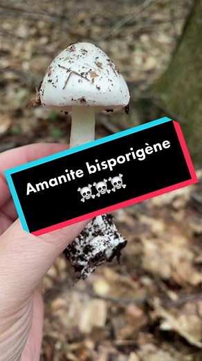 L’amanite bisporigène, un des champignons les plus toxiques du Québec #mycologie #champignon #amanite #mycology #wildmushrooms