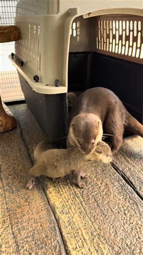 These Otter Babies Finally Opened Their Eyes!