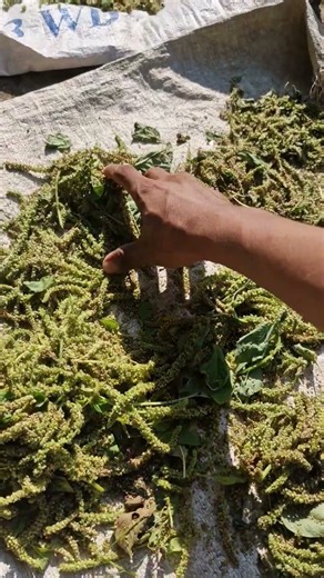 Harvesting and drying peanuts-Agriculture farming #shorts