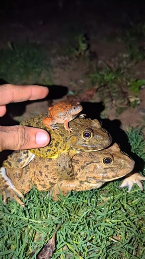Man catching the frog makes you laugh | Catching Frogs funny | Funny frogs | Funny frog catcher