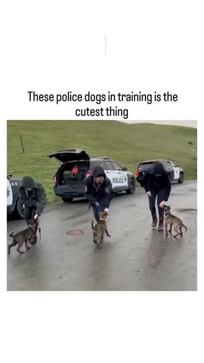 Lazy Legend on Instagram: "The post features a 16-second video of young police dog puppies undergoing early socialization training in rainy weather, with handlers in police gear leading leashed pups on leashes near patrol cars, highlighting their playful energy and bond-building phase. Posted by @Puppieslover , a account dedicated to sharing dog content, it garnered over 6,900 likes and 85,000 views within hours, sparking mostly heartwarming replies praising the pups' adorableness. Early trainin