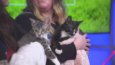 Petline9: Brother kittens looking for forever home