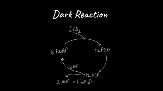 Dark Reaction (Calvin Cycle)