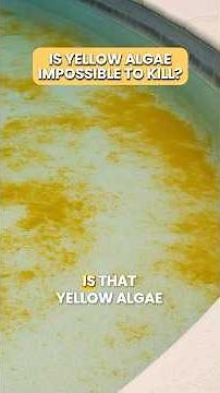 Is YELLOW ALGAE Impossible to Kill? 😧