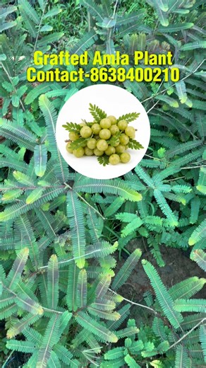 Grafted Amla Plant | Early Fruiting High Yield Indian Gooseberry 🌿🍈