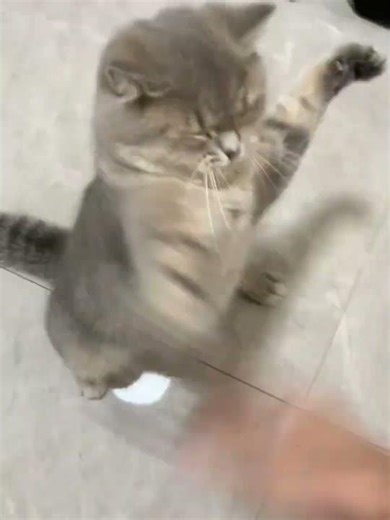 Your Cat Is About to Give You the Softest Boop Ever