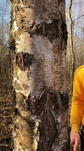 24K views · 733 reactions | Bushcraft Survival Skills #bushcraft #camp #camping #wildlife #outdoor #survival #caveman #primitive #primitiveskills #knowledge #primitive_technology #wildernessskills | Bushcraft Life | Facebook