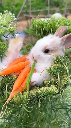 Relaxing Rabbit 🐇 #shorts #cute