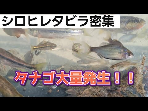 [ガサガサ]タナゴがいっぱい！シロヒレタビラの密集地