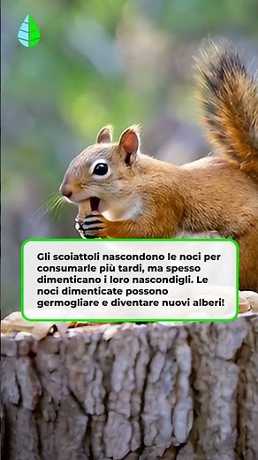GLI SCOIATTOLI sono Giardinieri Naturali 🐿️🌳