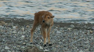 After being swept away from his herd while crossing the Lamar River, a bison calf defies all odds in order to survive. Celebrate #NationalParksWeek with this fascinating moment! | National Geographic Animals
