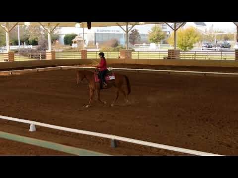 Western Dressage Intro Level Test 3