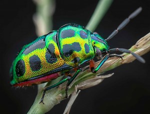 Jewel Beetle
