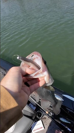 Berkley Lab Series Minnow in ACTION!