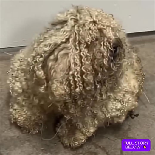 It was the worst case of neglect the rescue had ever seen  But after a makeover he's transformed into a whole new dog — check the comments to see him today ❤️ | Maasin Laptop Center and I.T. Solutions | Facebook