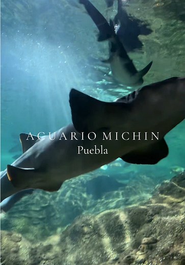 Explora Acuario Michin en Puebla