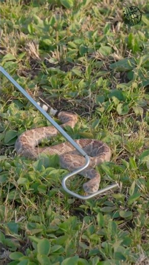 The Correct Way To Use A Hook With A Rattlesnake