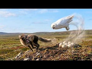 55 DAYS OF SURVIVAL: The Snowy Owl, Phantom of the Arctic