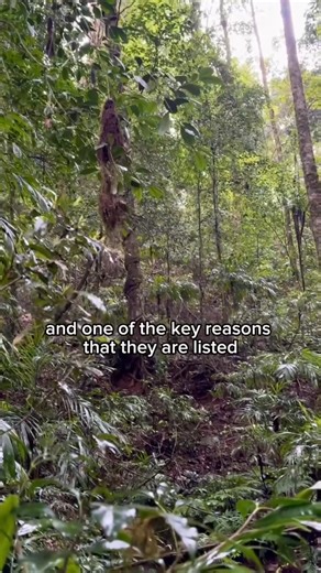 2.2K views · 58 reactions | When these tiny frogs risked extinction, our researchers hopped to action to save them.  This weekend marked the first-ever release of captively reared mountain frogs in a remote area of Gondwana Rainforest, a major milestone for the research program. | Southern Cross University | Facebook