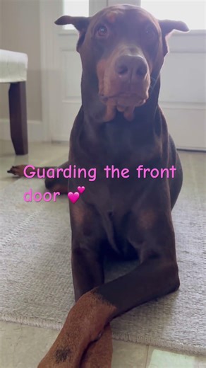 She doesn’t sit… she reigns. 👑🐾Front door throne, legs crossed, watching over her kingdom#dobie
