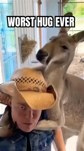 Top 5 Funniest Kangaroo Moments 😂 You Won’t Believe #1! #shorts