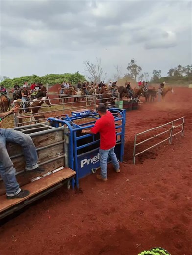 Team Roping Techniques for Respecting Horses