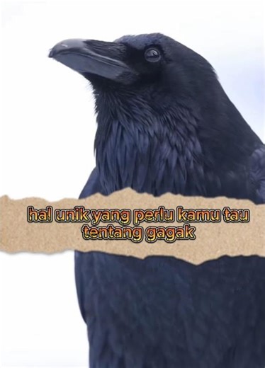 Burung Hitam Paling Cerdas dan misterius di Dunia, perlu kamu tau paktanya