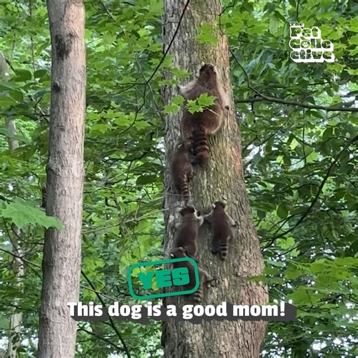 Well...Can I pet THAT dog!? 🦁 | The Pet Collective