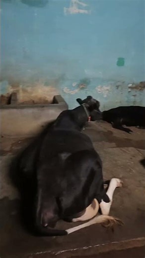 Bugga न्यू baby born at 13feb vlg#cow at night #animals