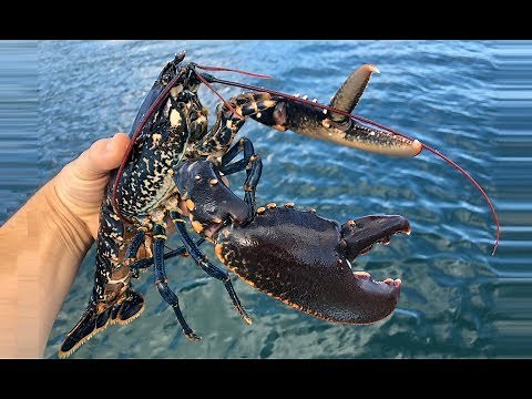 Hauling Homemade Lobster and Crab Pots- Cornwall | The Fish Locker