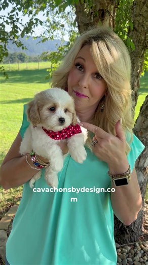 Adopt a Cavachon Today: Your Perfect Pup Awaits! 🐶🎉 #CavachonLove #DogAdoption