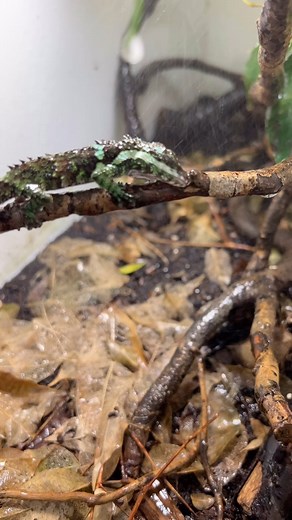 8.5K views · 293 reactions | A male Knuckles mountain Pygmy lizard (Cophotis dumbara) having an evening drink. This is a critically endangered agama species from the montane rainforests of Sri Lanka. We should have multiple litters born any day. #cophotis #cophotisdumbara #knucklesmountainrange #srilanka #endangered #endangeredspecies #captivebreeding #reptiles #rarereptiles #lizards #herpetoculture #livingart | Living Art by Frank Payne | Facebook