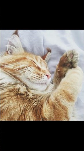 The Secret Healing Powers of Cat Purring Revealed!