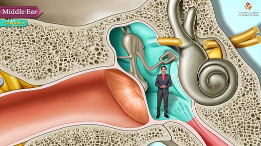 Gross anatomy of the Middle Ear - Boundaries , Contents and Functions (Animation) The ear can be split into three parts; external, middle and inner. The middle ear lies within the temporal bone, and extends from the tympanic membrane to the lateral wall of the inner ear. The main function of the middle ear is to transmit vibrations from the tympanic membrane to the inner ear via the auditory ossicles. Parts of the Middle Ear The middle ear can be divided into two parts: Tympanic cavity – located